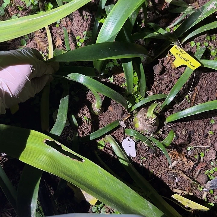 越南朱Cindy 3厘米 可寄养