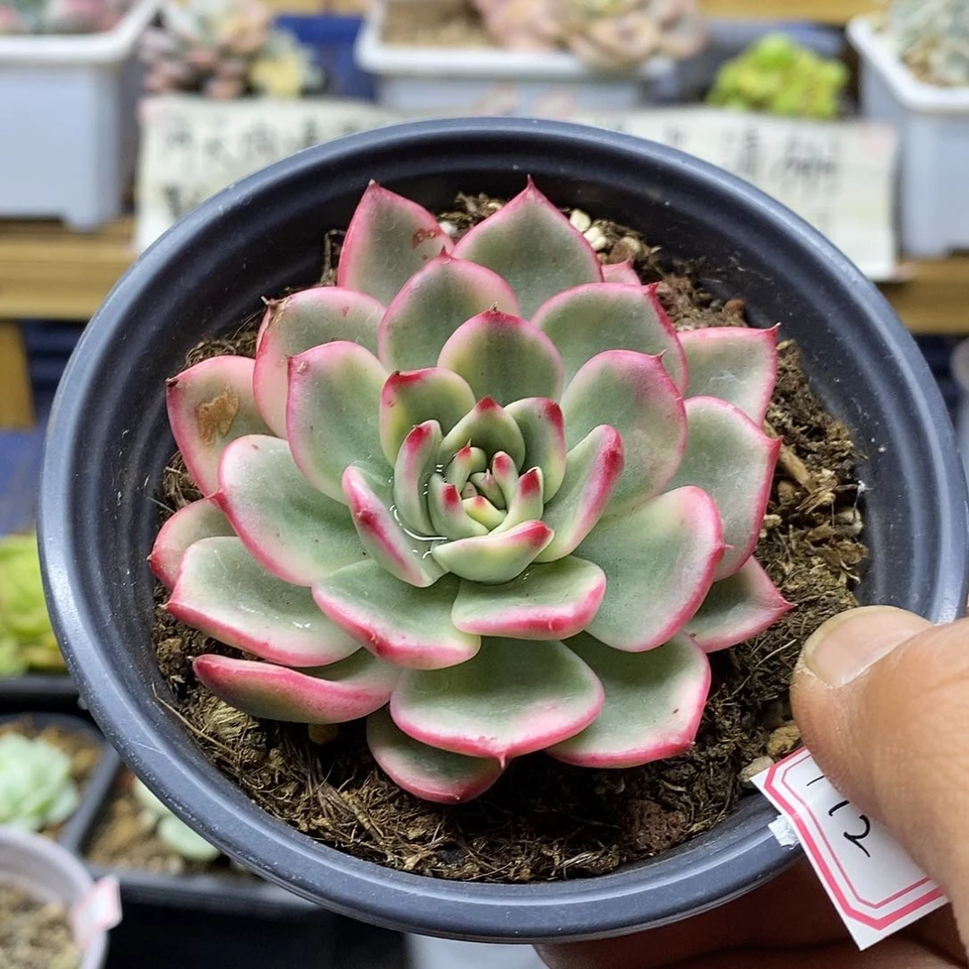 08172 蔚蓝乌木锦