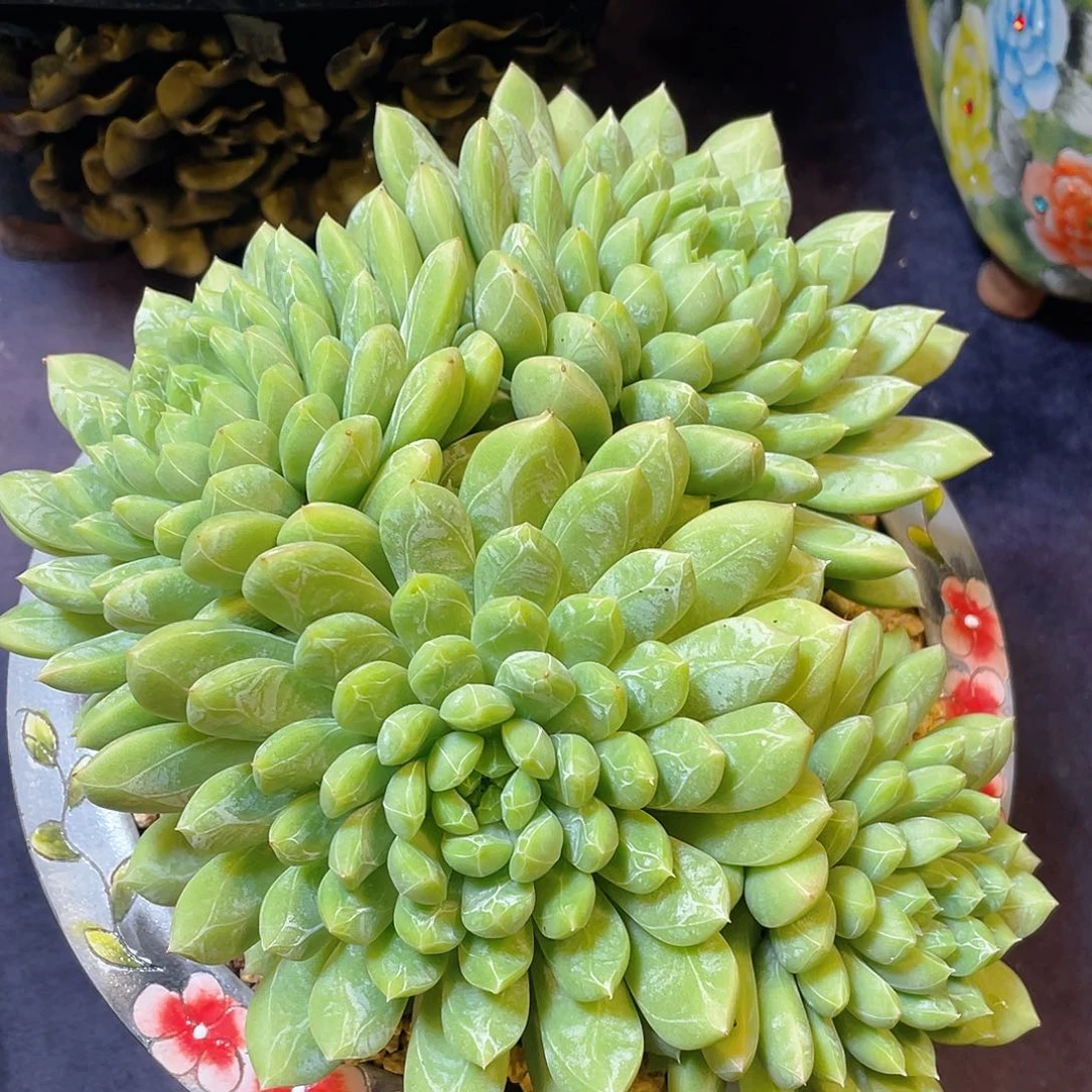 多肉植物脱土包邮