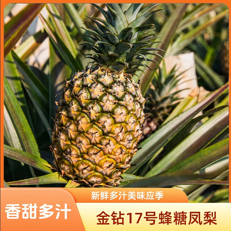 【普通装】海南金钻凤梨现摘现发应季水果老少皆宜坏果包赔c0