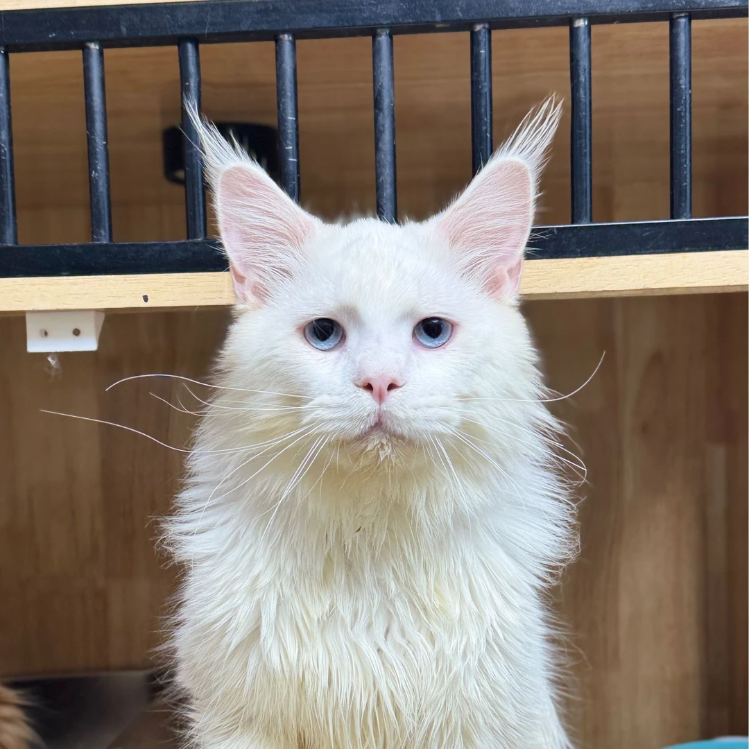 来了姊妹-纯白蓝眼缅因猫 弟弟 J6