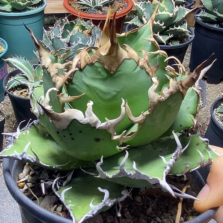 凯撒。         一个