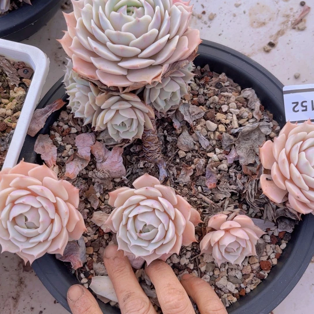 露娜莲0152不包小损