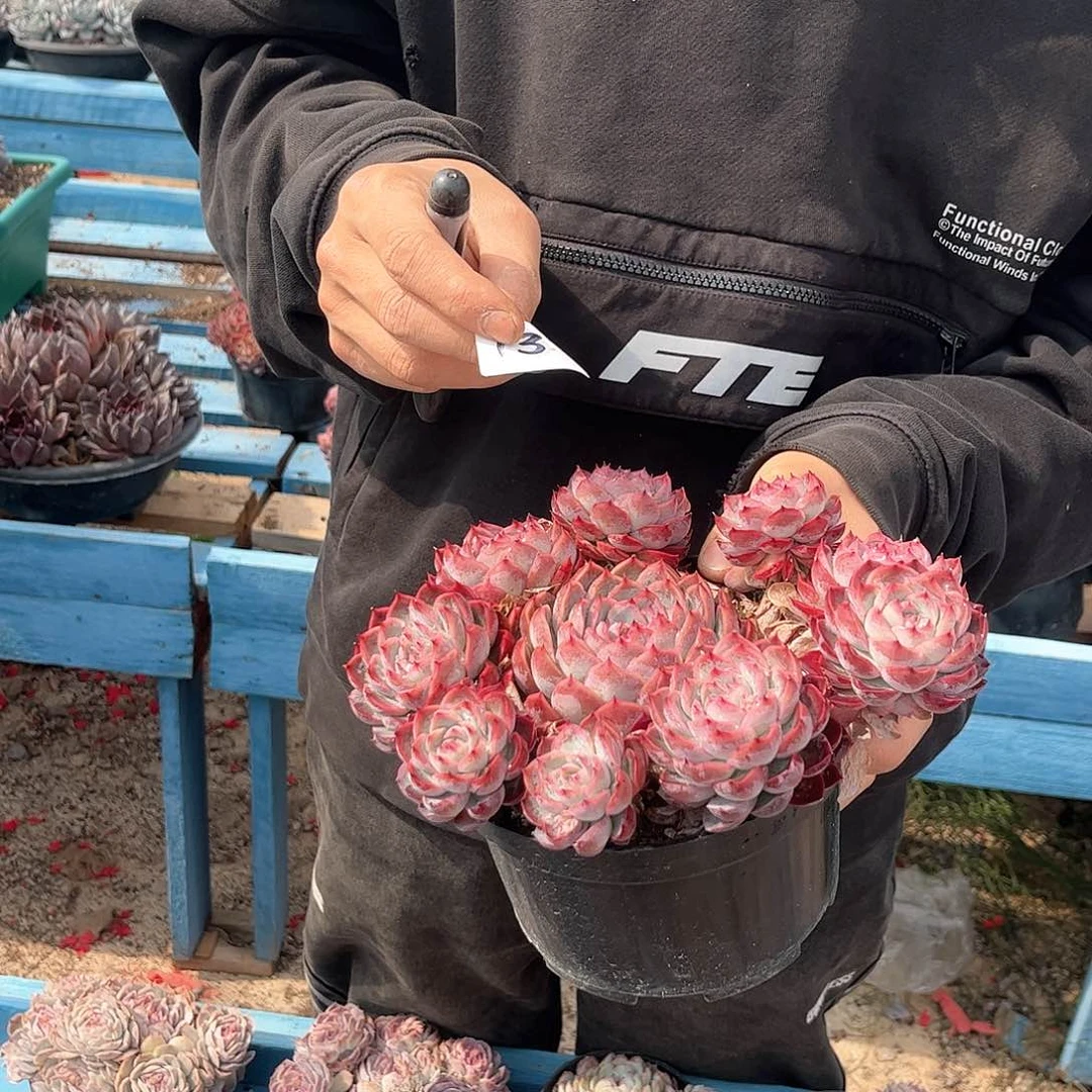 炎***?13号惊鸿贝贝多肉植物000
