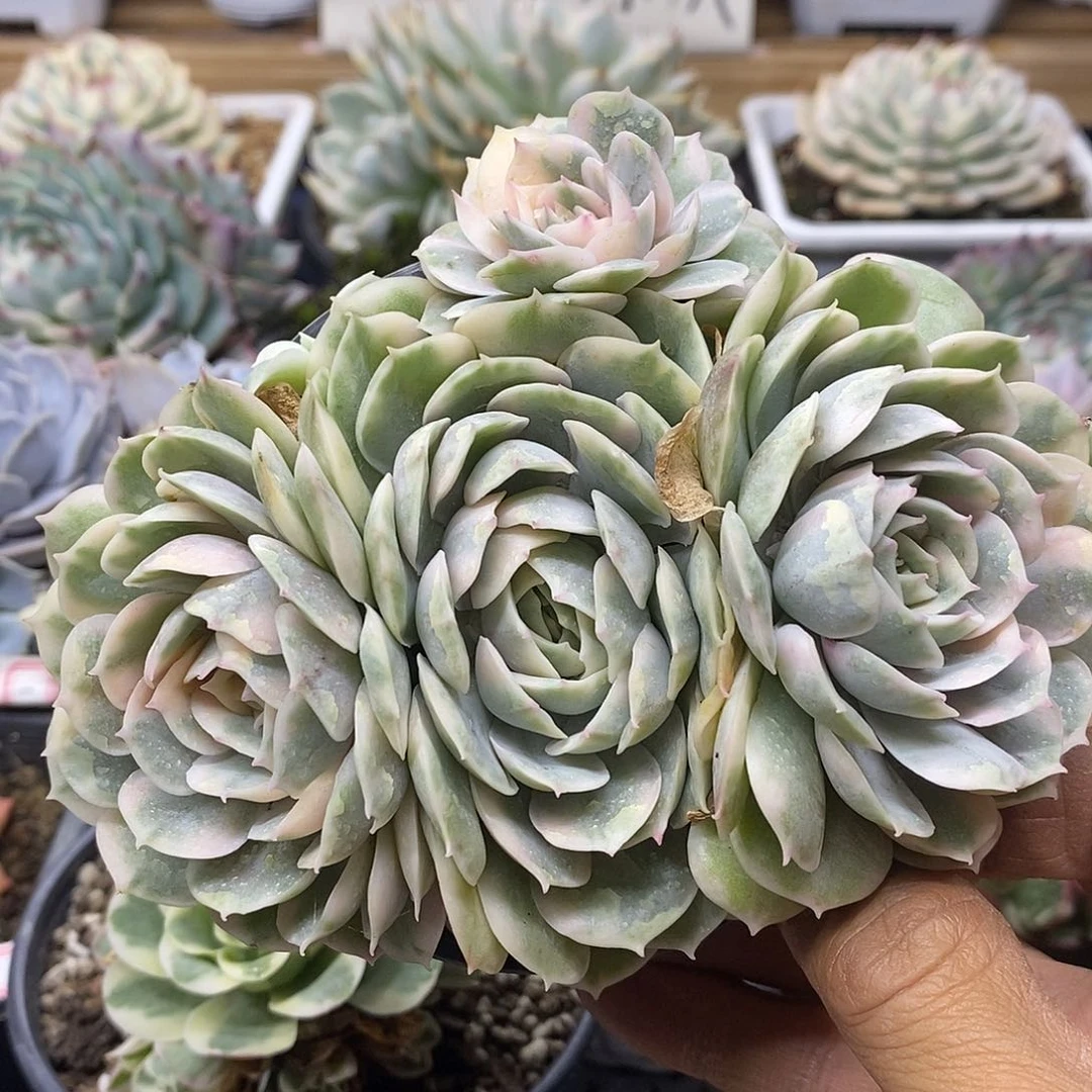 08155 昂斯诺锦群