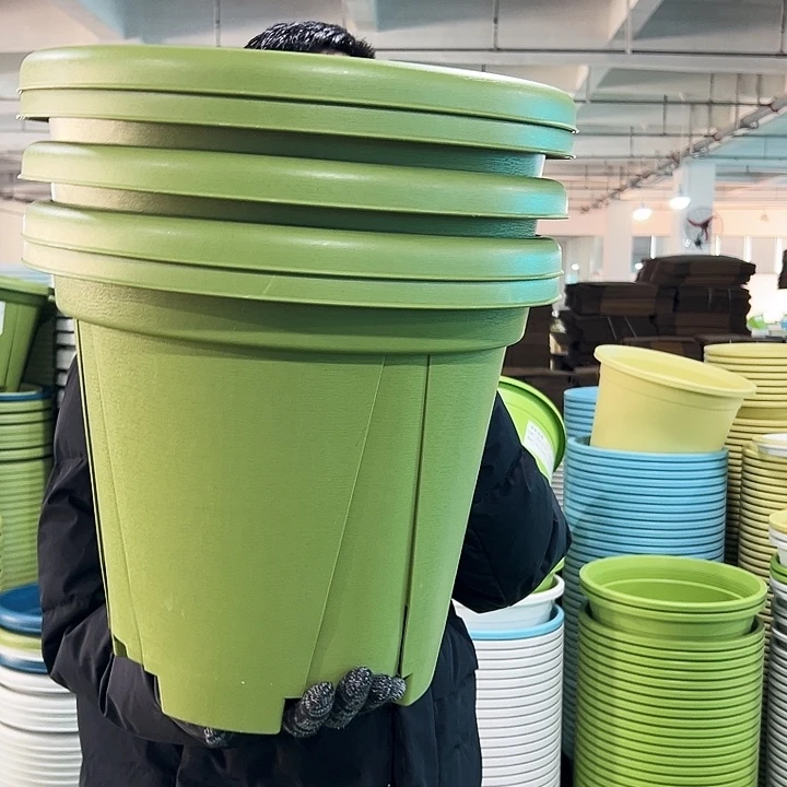 特价青山口40高34果绿无托5只