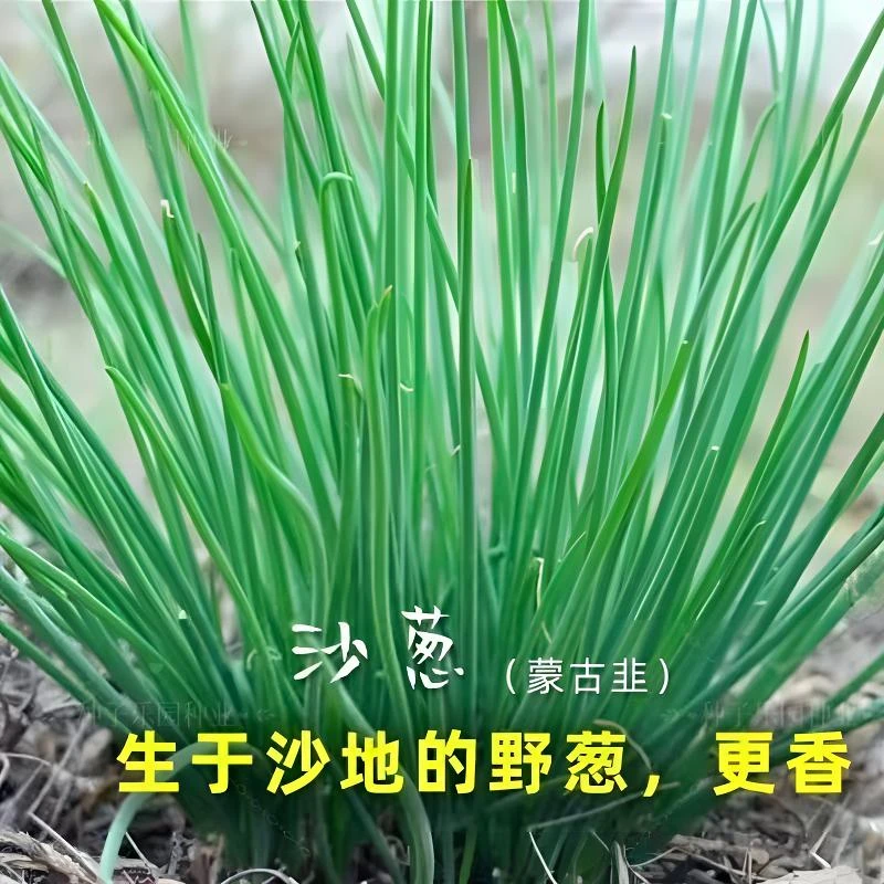 沙葱种子耐旱胡葱小葱盆栽阳台种菜种子菜种大全蔬菜种子四季本地