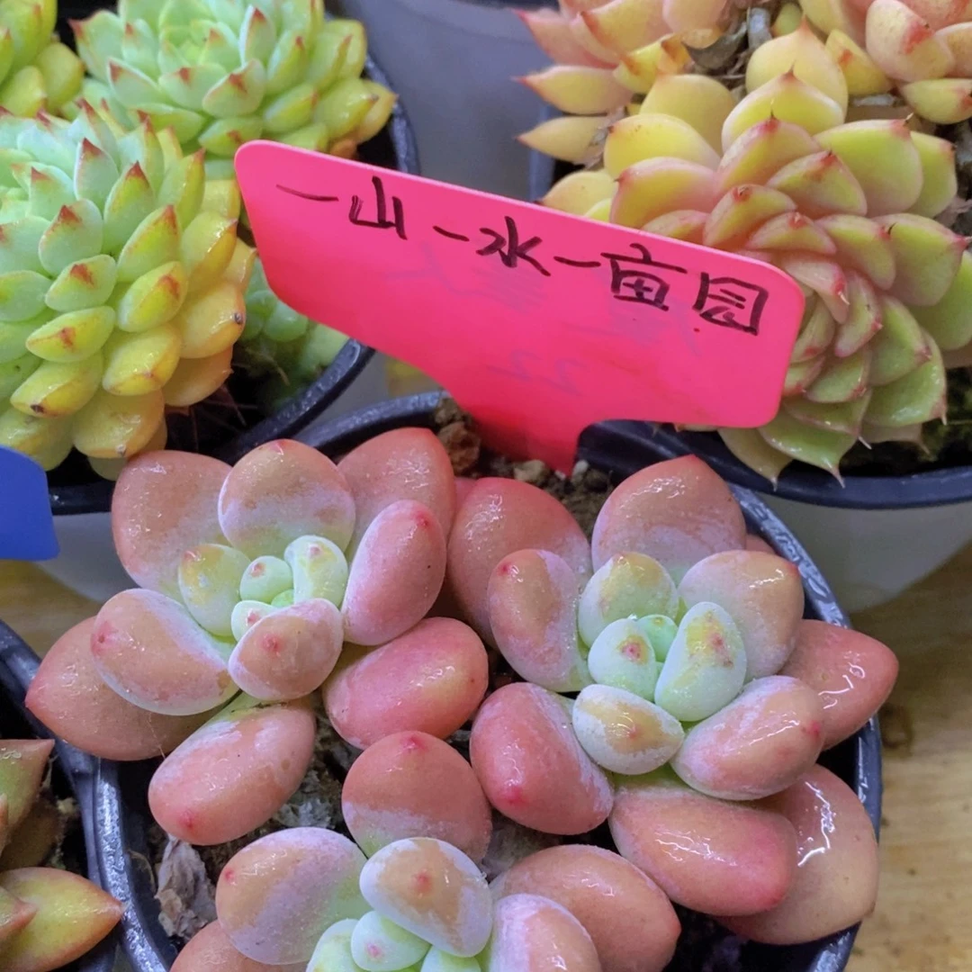 马年见，来日方长，一单包邮