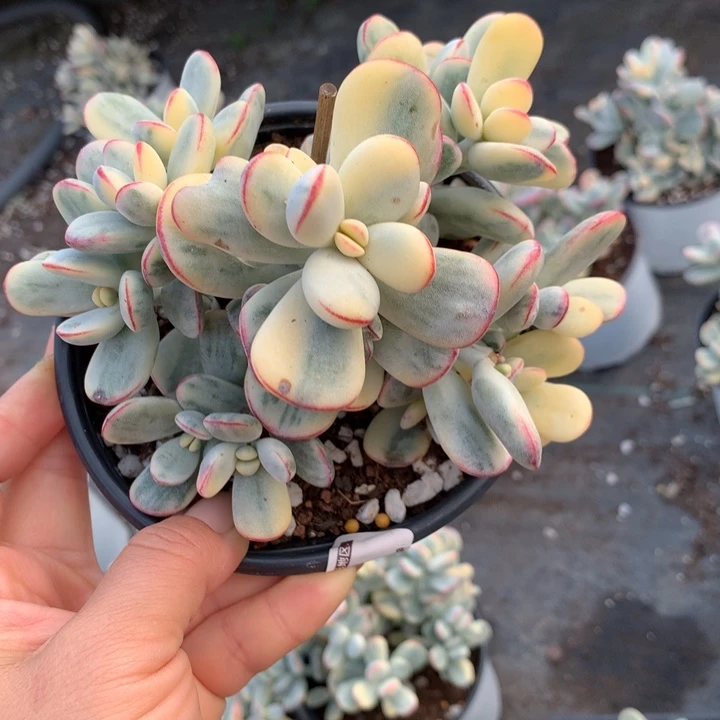 无花朵乒乓福娘锦1864