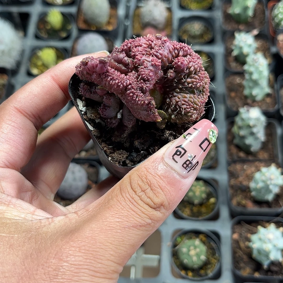 高沙单头发货单头发