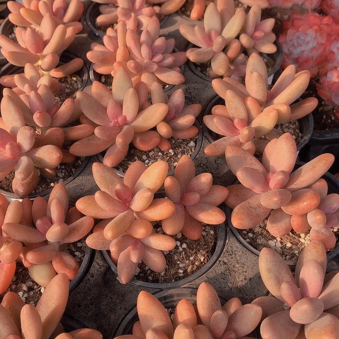 糖果美人46789900000