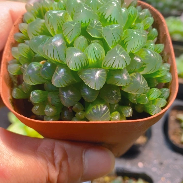 翡翠玉露多肉植物群