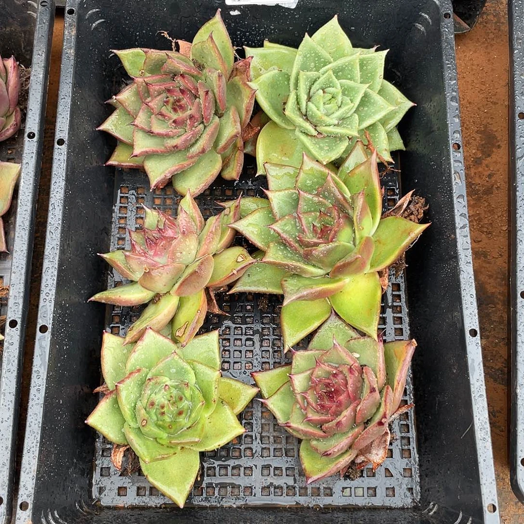 若如东云筐拍E824