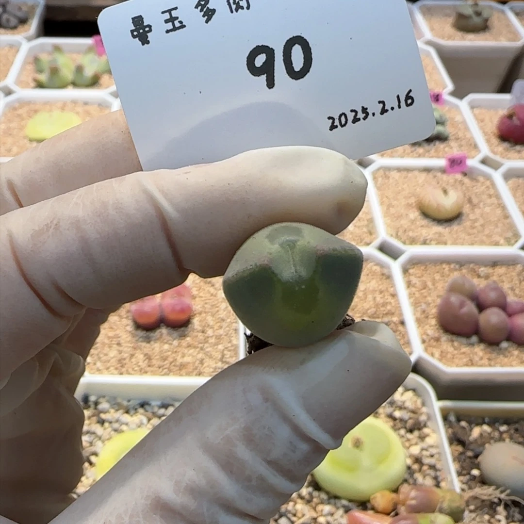 毛**?多肉多肉多肉2.16-090