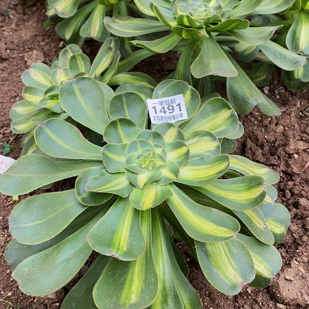 用****41491暴君多肉法师锦叶片收到软榻