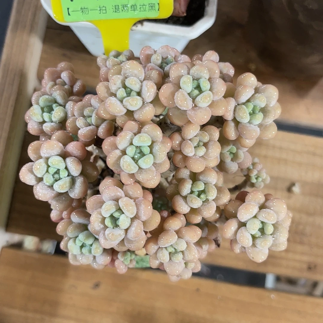 哽***咽云尘多肉一物一拍1150不含盆