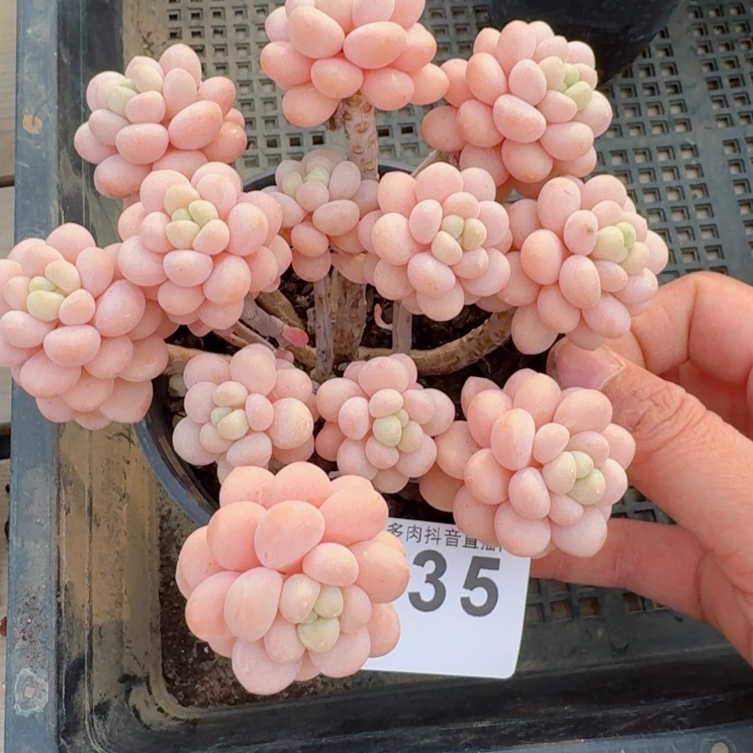 洛可可老桩         多肉植物