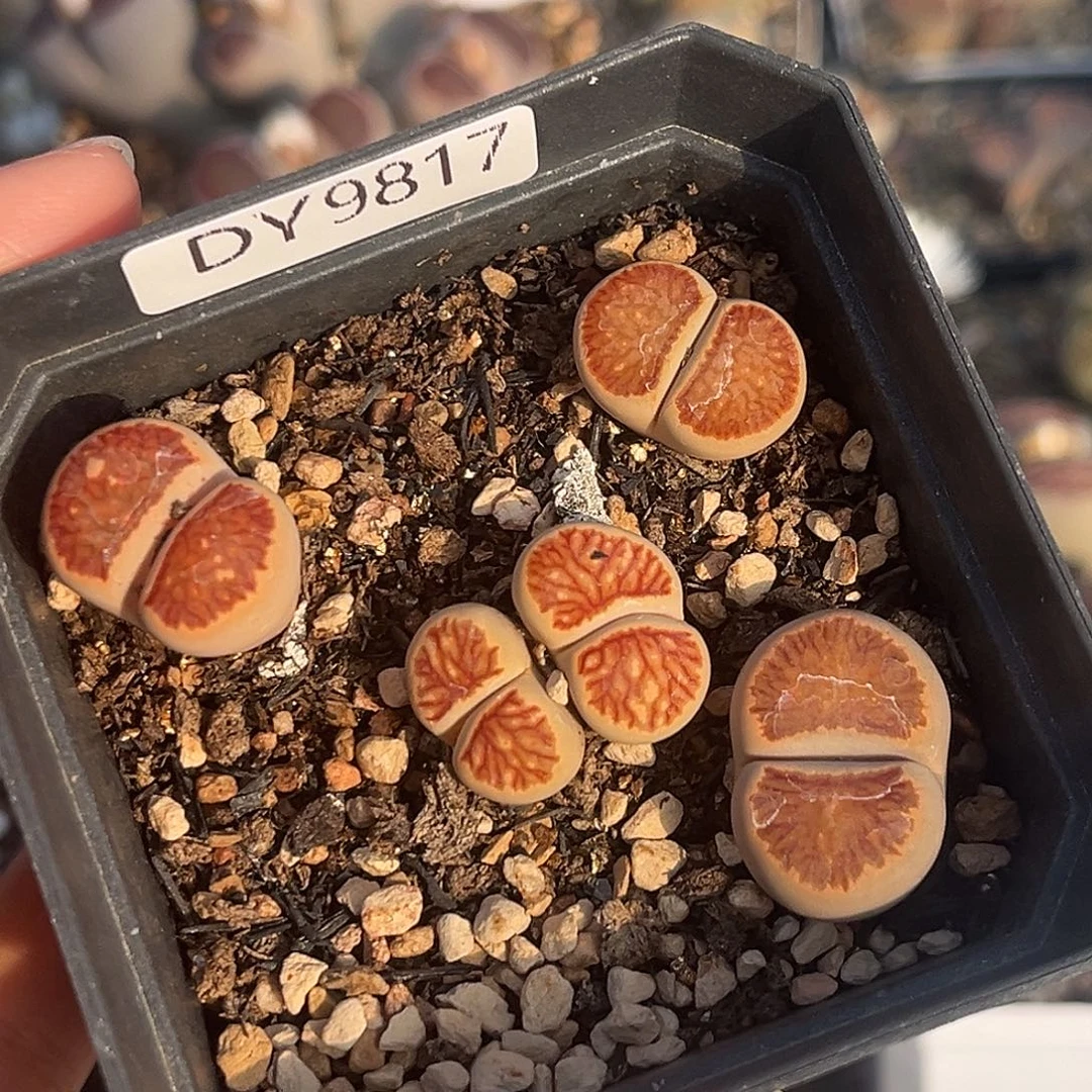 一物一拍菊母本9817