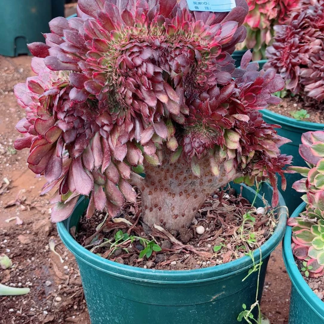 紫**开多肉植物671黑金刚