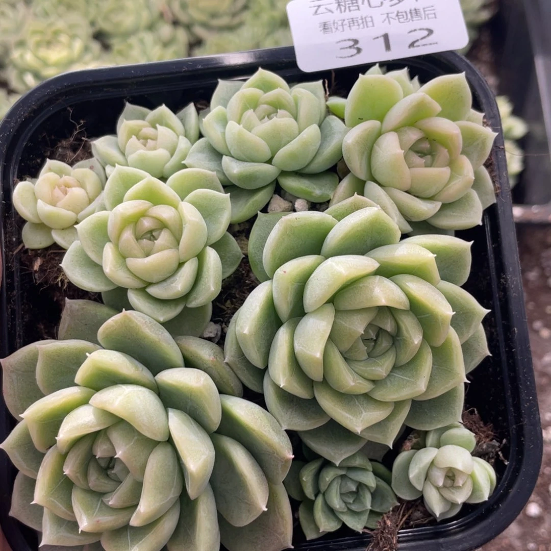 云糖心多肉植物312