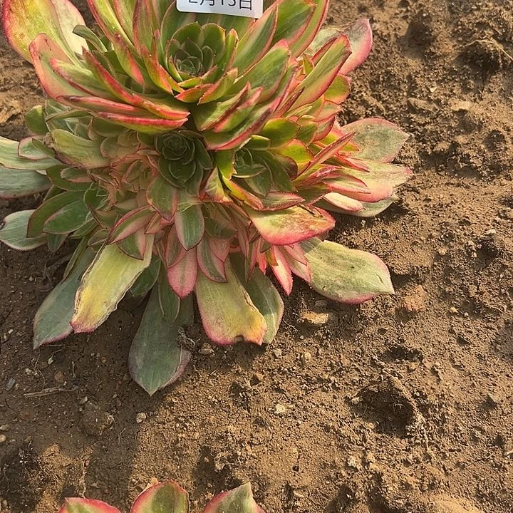 君2.15-30黑膜锦多肉2