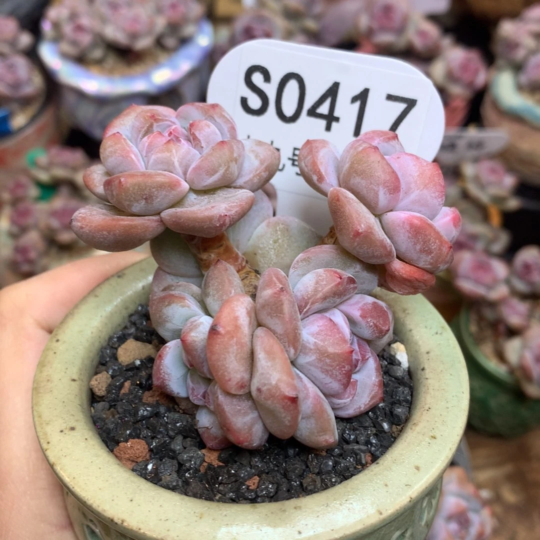 S0417 突尼斯 背景同款
