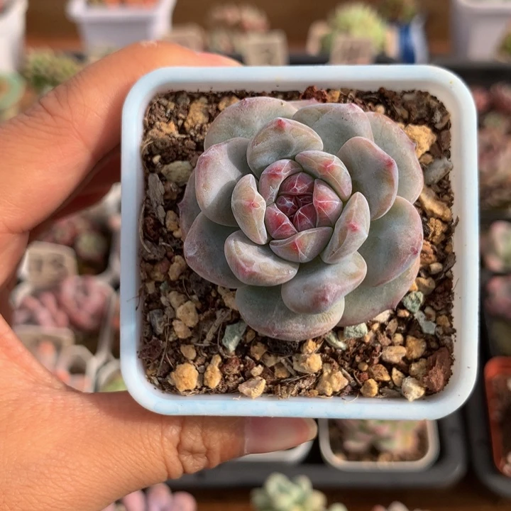 精控星影单头多肉