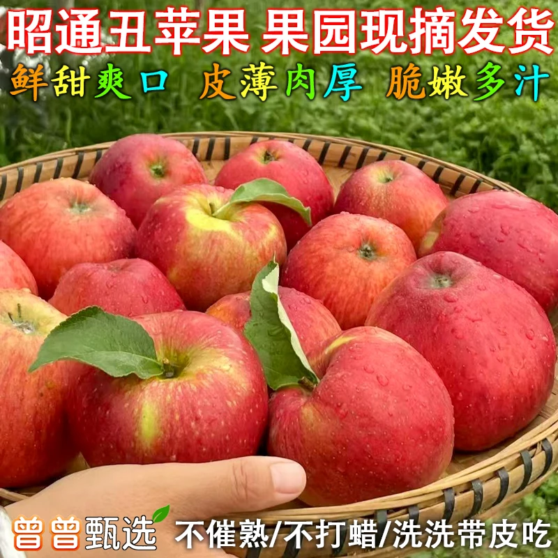 云南昭通红露丑苹果脆甜多汁冰糖心苹果当季新鲜水果现摘现发