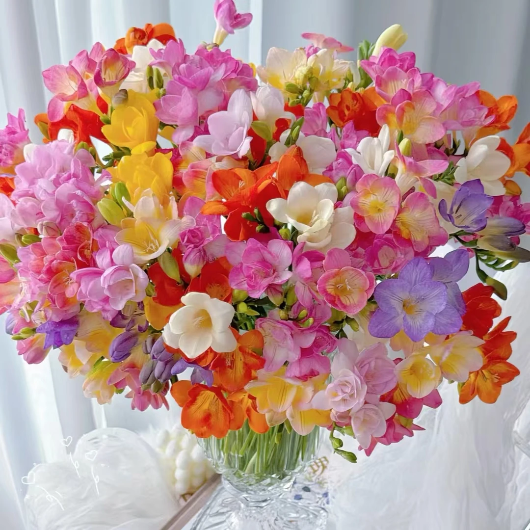 【香雪兰】精品香雪兰（小苍兰） 基地直发 | 全场任意满两单鲜花包邮