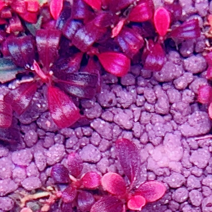 无花朵福利辣椒榕紫冥王