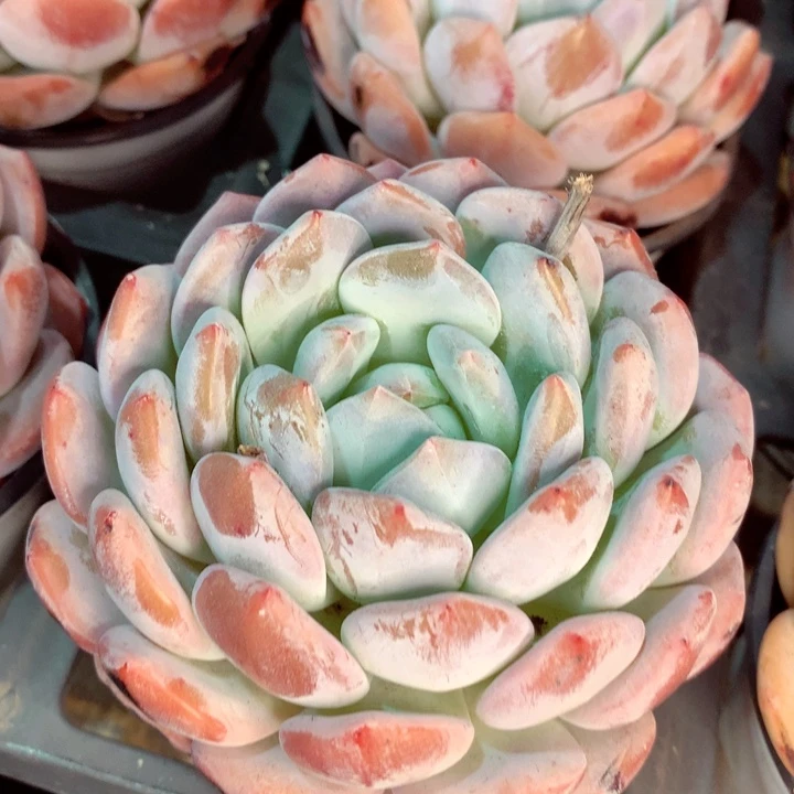 包子橙。