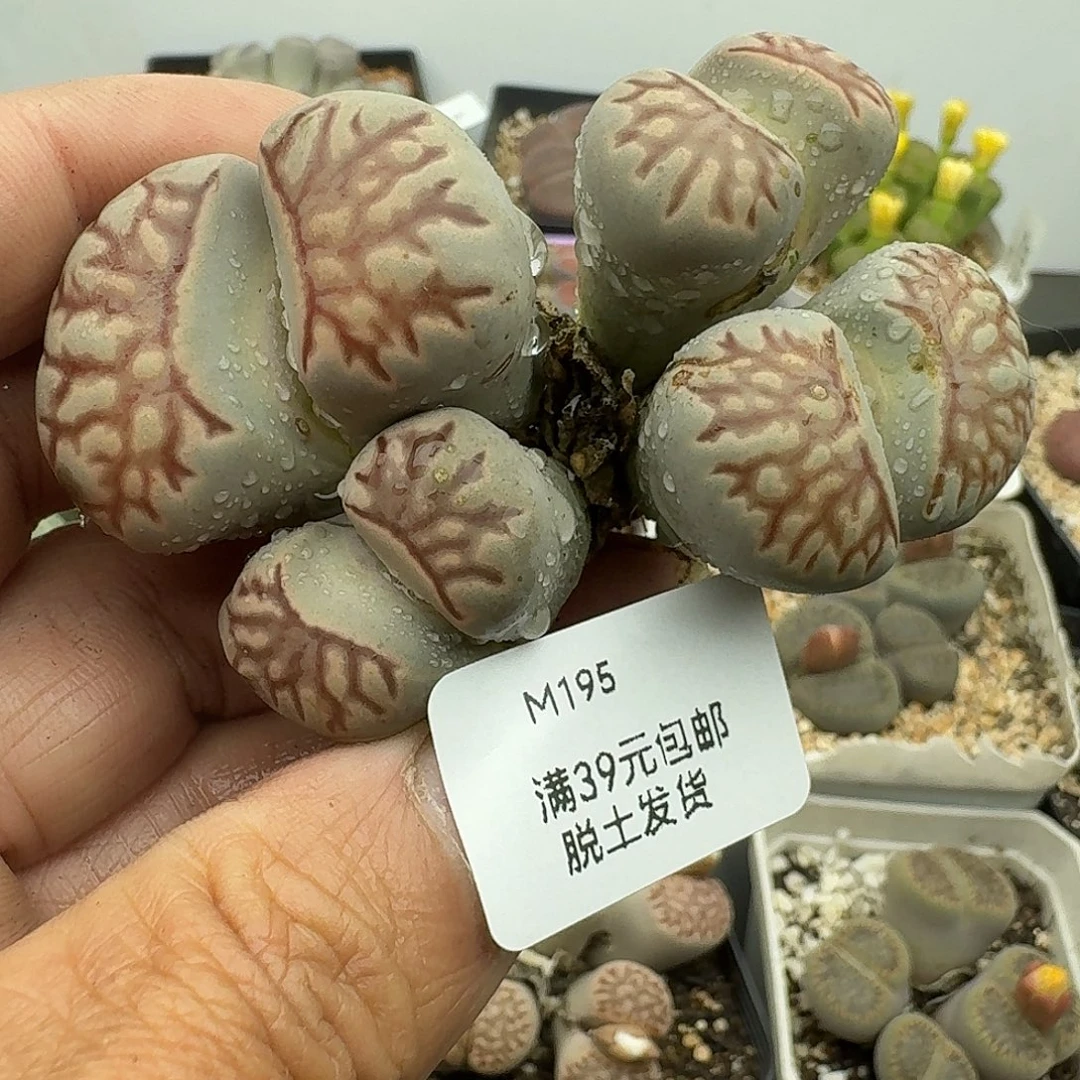 195多肉哈哈哈哈哈哈哈哈