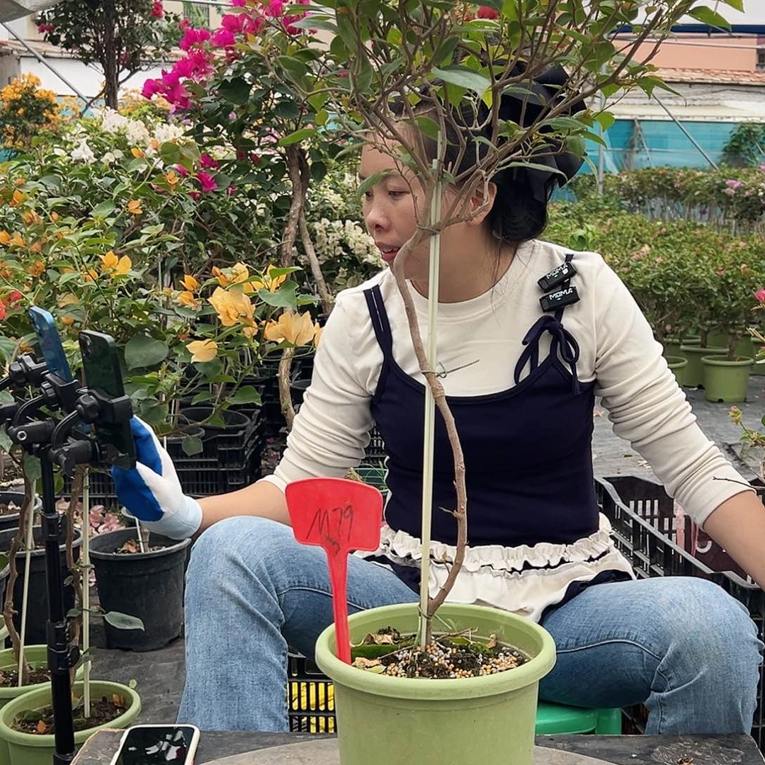 呼***猫大部分花苞少量开放M79金发