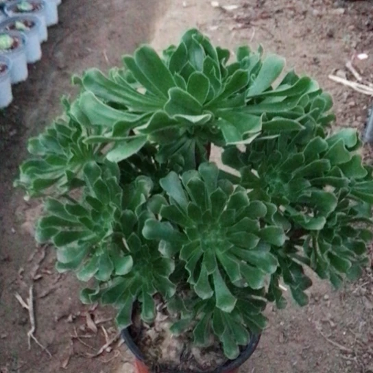 幸***福绿法师多肉植物16