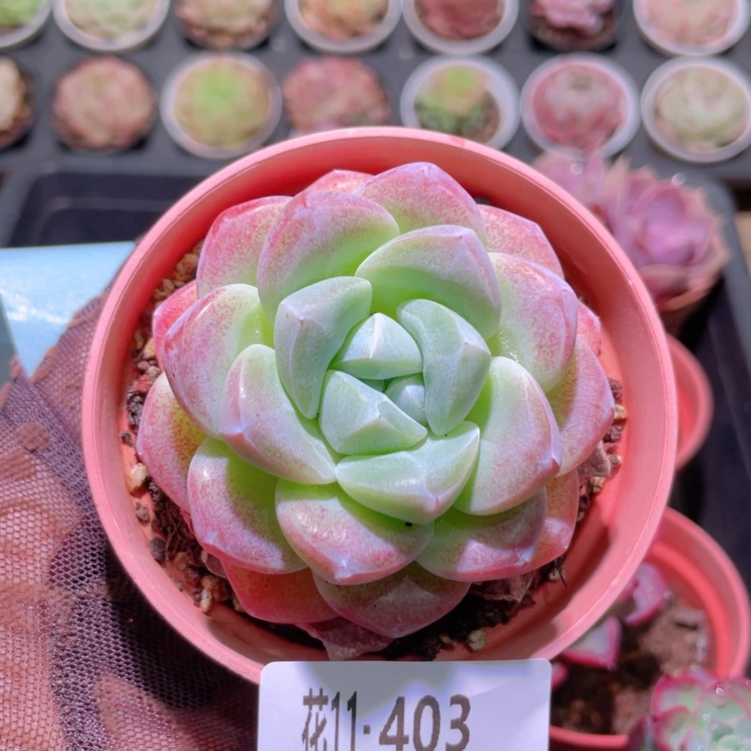 花利美11-403冰玉