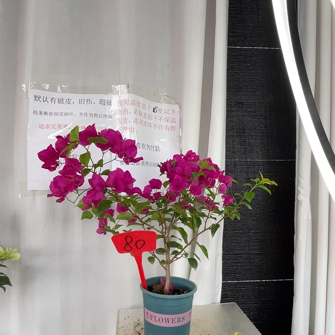 当前无花栽培后可以开花80玫瑰红