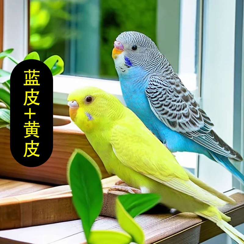 虎皮鹦鹉彩色可手养会学说话的鹦鹉宠物鸟包邮到家鸟笼套装