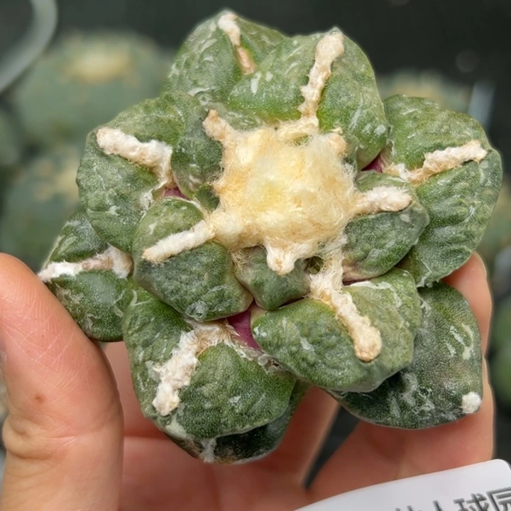 604 晾2天发货 仙人球