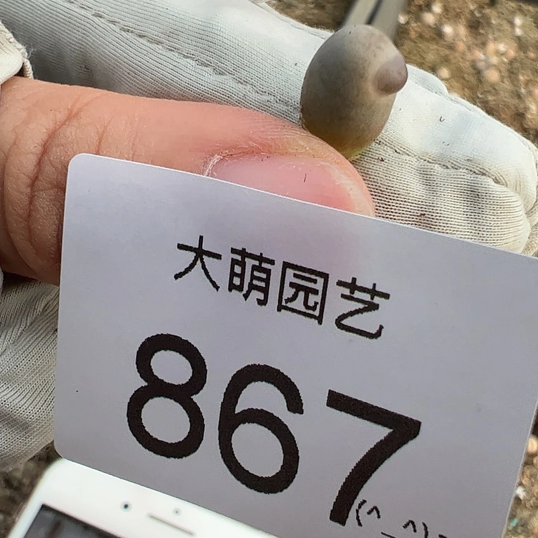 一物一拍丑鹅。   867