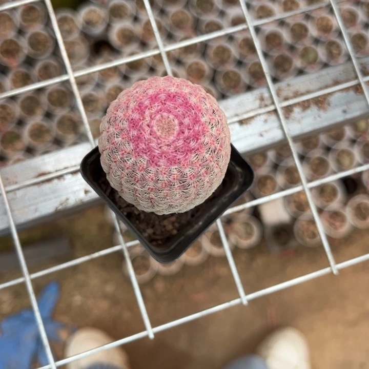 我***你       恭喜发财。