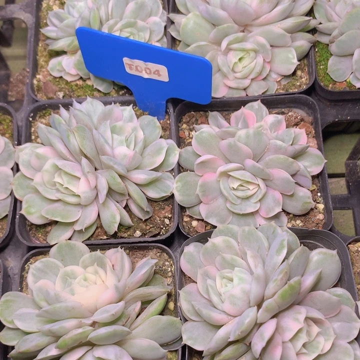 t004昂斯诺锦双头