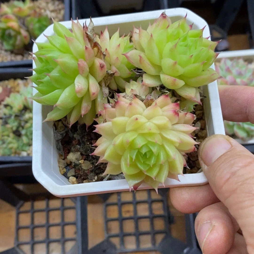 精品多肉一物一拍不包整31