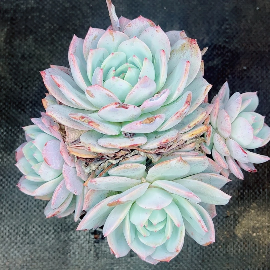 凤橙群生，一物一拍