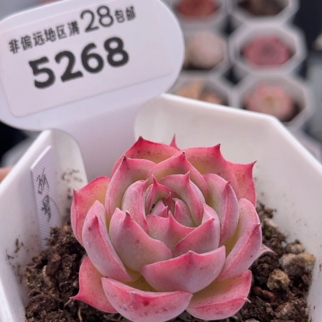 孤星5268-4.0厘米