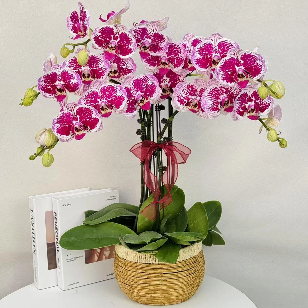 【红蝴蝶】3.0杯寸高档大气优雅大花型喜庆红红火火年宵花蝴蝶兰