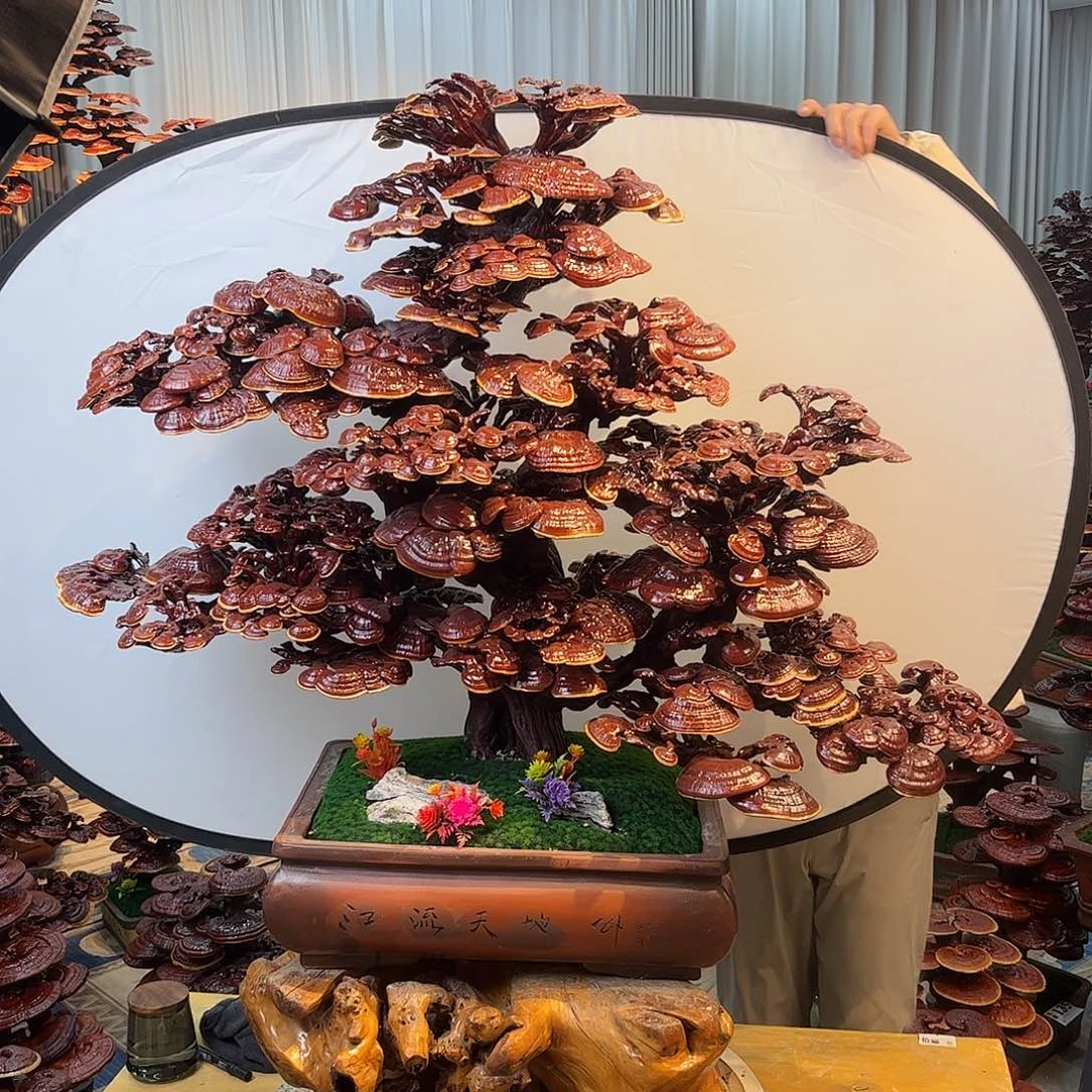 无花朵88888888888