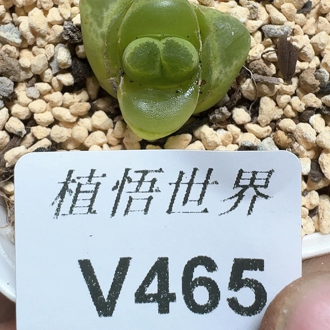 465号多肉植物哇d c