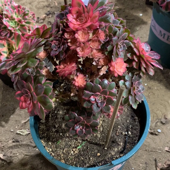 178黑膜锦多肉植物特价