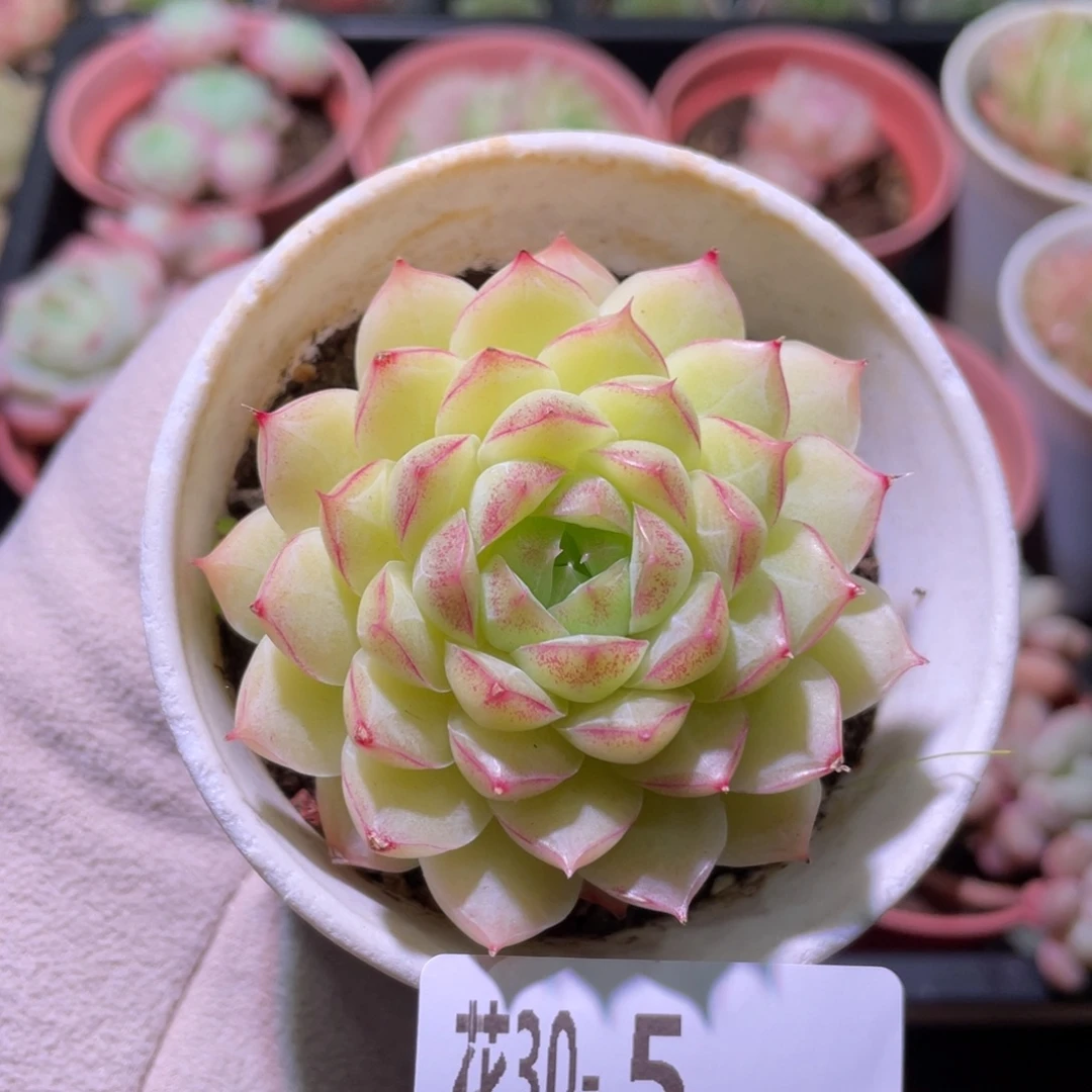 花利美30-5女王玫瑰