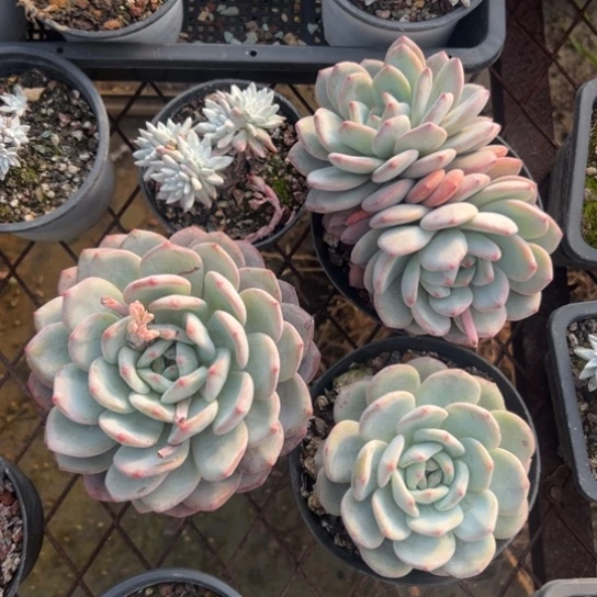 3棵橙梦露，一物一拍477